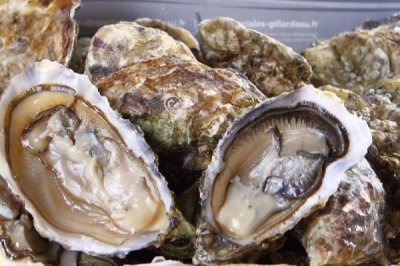 法國吉拉多牡蠣是什么品種，是凹型生蠔的一種