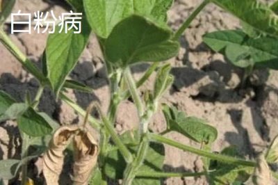 怎么防治毛豆的常見病害，關(guān)鍵是要種植抗病能力強(qiáng)的品種