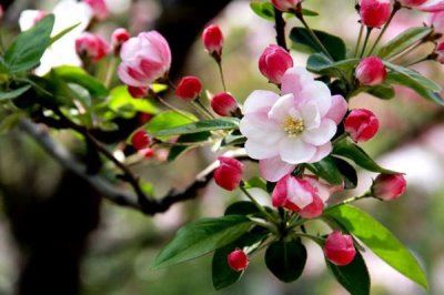海棠花的花語，寓意離愁、苦戀之情等