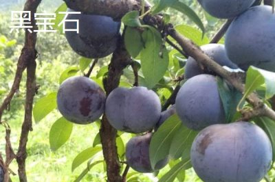 種李子用什么土比較好，用黑土比較好