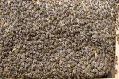 蜂群合并后第二天是什么狀態(tài)，秩序一般會(huì)恢復(fù)正常