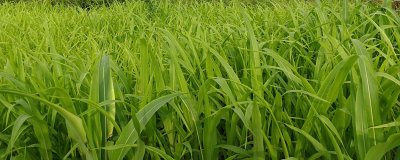 云嶺翠糯水稻種簡介，后期重點防治稻曲病