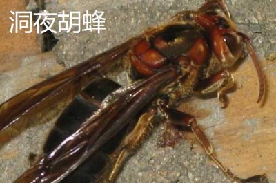 毒蜂的種類，常見以下10種