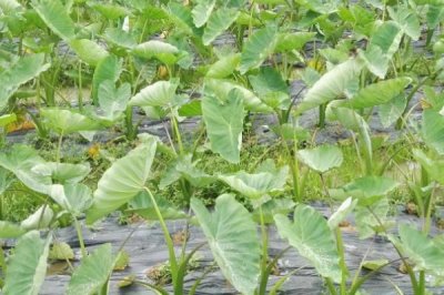 香芋栽培要點(diǎn)，栽種之前要施足基肥
