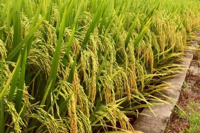 簡兩優(yōu)534水稻品種簡介，全生育期125.1天