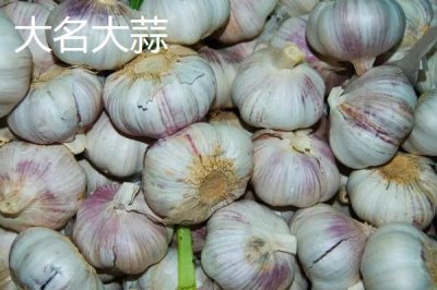 河北大名縣的特產(chǎn)，大蒜種全國馳名
