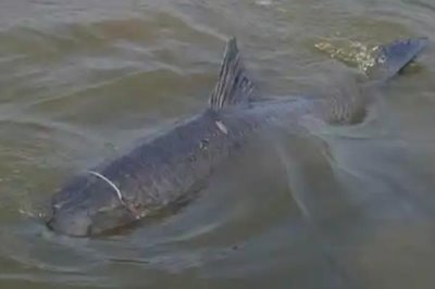怎么在黑坑中釣青魚，用顆粒飼料打窩可起到引誘效果