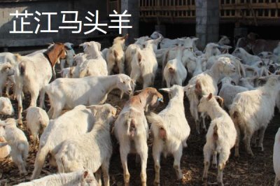 湖南省芷江侗族自治縣的特產(chǎn)，雪峰山魚腥草曾被侗民稱為仙草