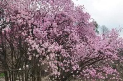 辛夷怎么繁殖，可采用播種、扦插等方法