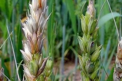 咪鮮胺可以防治什么病害，對水稻惡苗病、稻瘟病、小麥赤霉病等病害具有防效