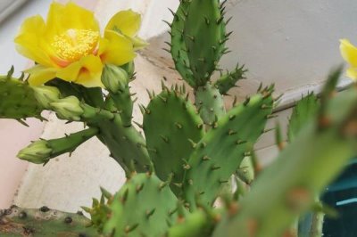 仙人掌的花語，寓意堅(jiān)強(qiáng)不屈、剛毅愛情等