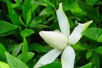 梔子花黃葉的原因，可能是澆水不當(dāng)或光照的原因等