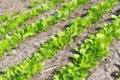 菠菜的生長過程介紹，包括萌芽、幼苗、生長和抽重期