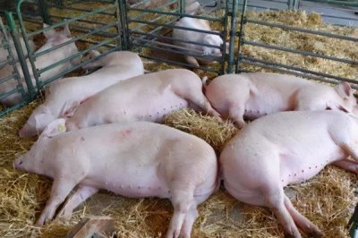 非洲豬瘟傳播途徑和防范措施，可通過人員傳播和飼料傳播等