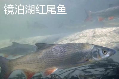 黑龍江省依安縣的特產(chǎn)，包括依安紫花油豆角、依安甜菜等種類