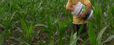 種玉米每畝施肥多少，每畝施入的有機(jī)肥不可低于4000公斤