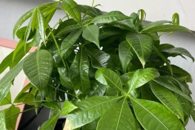發(fā)財(cái)樹葉斑病的預(yù)防方式，種植密度適宜且雨后及時(shí)排水等
