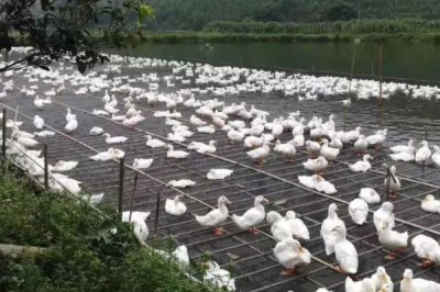 養(yǎng)鴨常見(jiàn)疾病的防治方法，高溫季節(jié)需注意勤換水