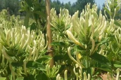 金銀花的種植條件，對土壤要求不嚴