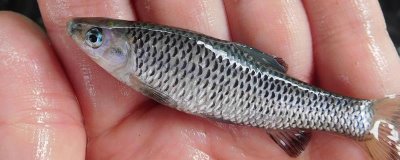 麥穗魚(yú)是什么魚(yú),是常見(jiàn)的小型淡水魚(yú)類(lèi)