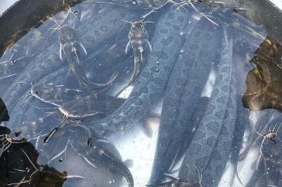 黑魚的養(yǎng)殖技術，要選擇健壯且無病蟲害的優(yōu)質魚苗