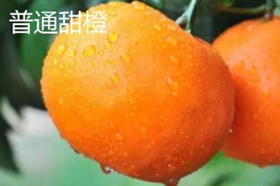 蓮花橙的產(chǎn)地，贛南擁有得天獨厚的生長條件