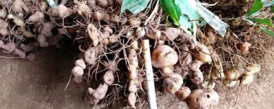 野生雞頭參的價(jià)格，一斤需要8-20元左右