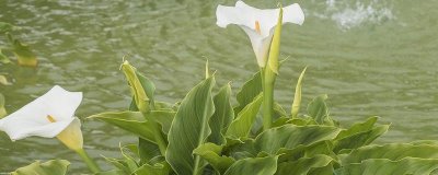 白馬蹄蓮的花語，寓意幸福和純潔等