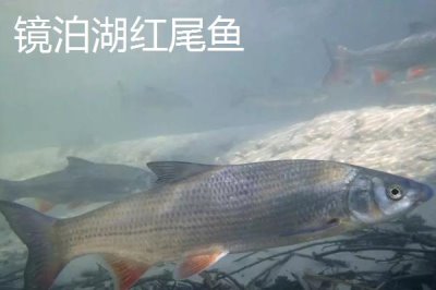 黑龍江牡丹江市的特產(chǎn)，響水大米馳名中外