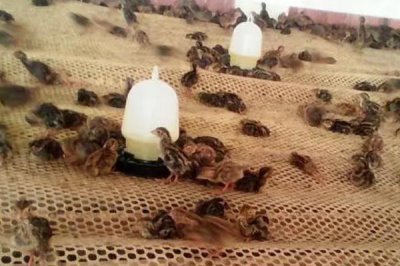 鵪鶉養(yǎng)殖常見問題，投喂過多的青料會排出綠色糞便