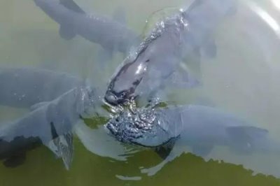 水庫釣青魚的適宜水深，釣點要選擇安靜隱蔽處