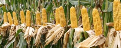 榮玉1410玉米品種簡介，中抗紋枯病