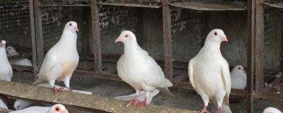 養(yǎng)殖鴿子怎么檢查健康狀況，健康的鴿子比較活潑且敏感