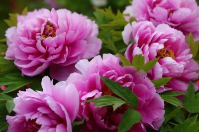 吉祥花是哪種花，是指牡丹花、蓮花等