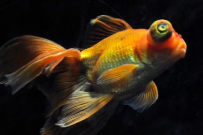 金魚要不要吃東西，只有吃東西才可以維持生命