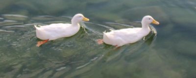 鴨子養(yǎng)殖禁忌，看清這5點(diǎn)