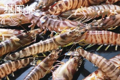 草蝦的產地，在我國分布廣泛