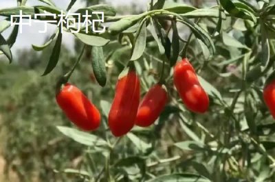 寧夏出名的特產(chǎn)，靈武長棗被批準(zhǔn)為中國國家地理標(biāo)志產(chǎn)品