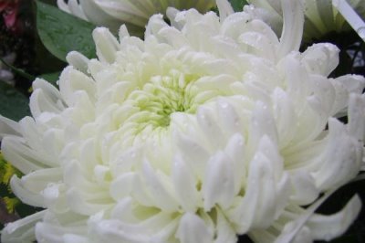白菊花的寓意，有悼念、追思的寓意