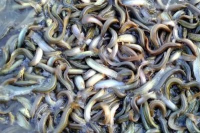 泥鰍的價(jià)格，當(dāng)前售價(jià)趨于平穩(wěn)