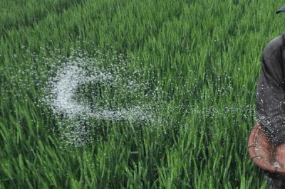磷肥怎么使用，了解這9個(gè)要點(diǎn)
