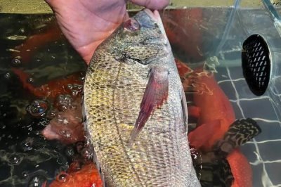 海鯽魚的產(chǎn)地，我國主要分布于黃海北部和渤海