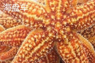 海星的產(chǎn)地，北太平洋區(qū)域的種類最多