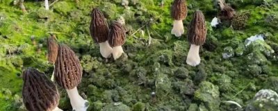 農(nóng)村珍稀食用菌品種，這5種發(fā)展前景一片大好