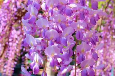 紫藤花的產(chǎn)地，主產(chǎn)于云南、河南、廣西等省份