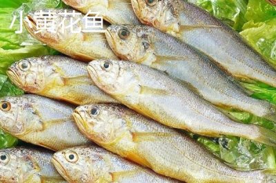 黃花魚有淡水養(yǎng)殖的嗎，2019年開始能在淡水中養(yǎng)殖