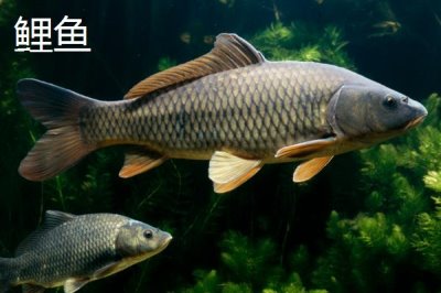5號(hào)新關(guān)東鉤搭配什么子線，使用4.0號(hào)子線更加適宜