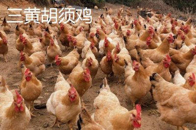 廣東省四會市的特產(chǎn)，四會玉器聞名遐邇