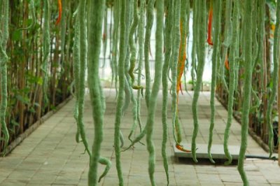 湖北農(nóng)村種什么比較賺錢，種植秋葵的收益比較可觀