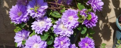 鐵線蓮的花語，寓意高潔美麗、和平和諧等